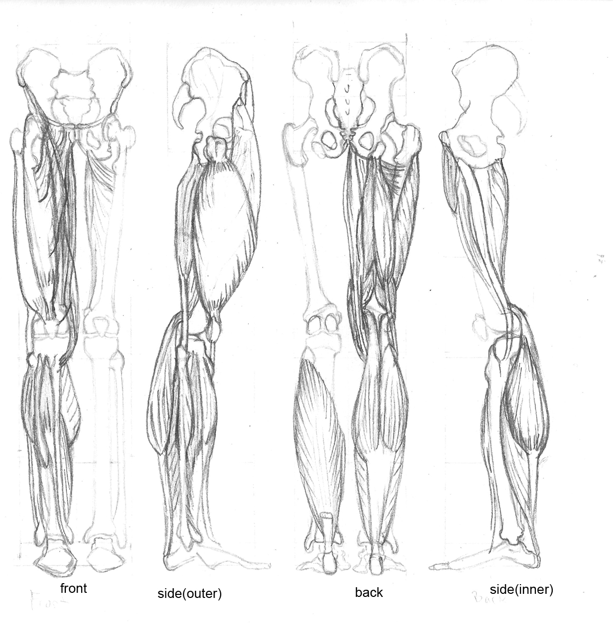 Anatomy Drawing School Human